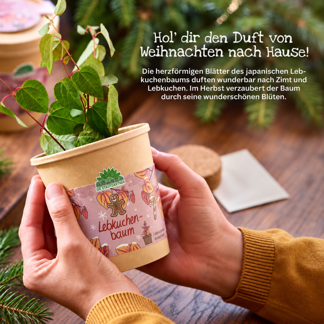 Lebkuchenbaum im Becher – Weihnachts-Anzuchtset