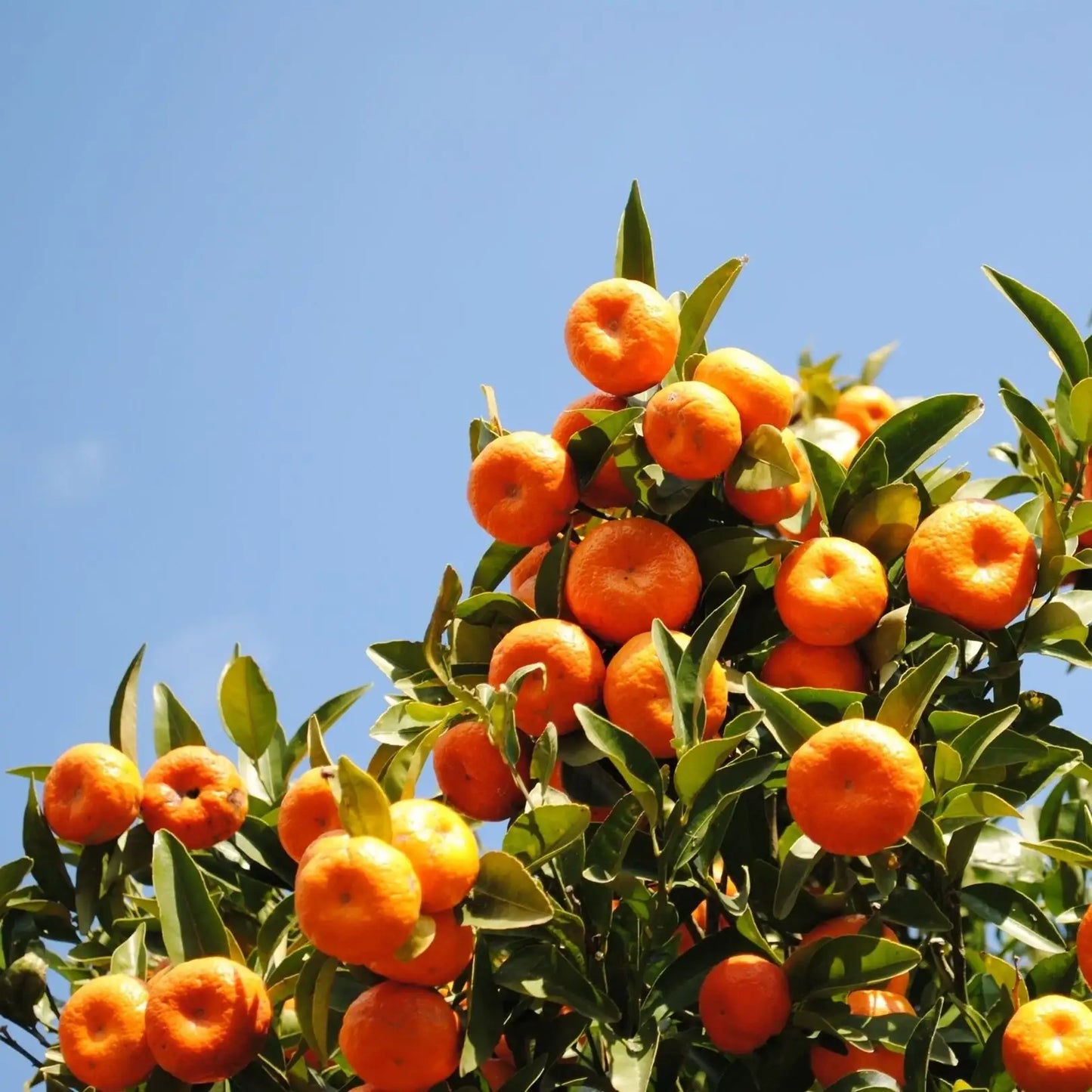 Lime, Basil & Mandarin - by SteinKunstWerk | Duftkerze im Glas aus nachhaltiger Herstellung