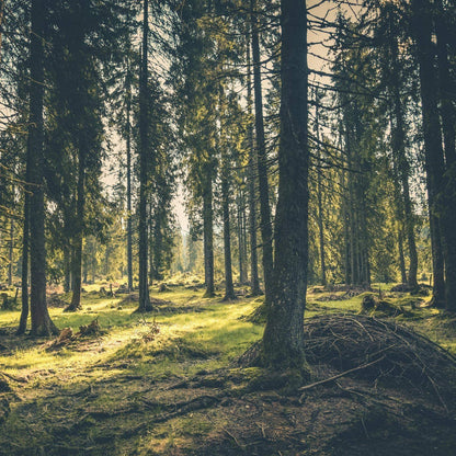 Forest Soul – Duftkerze Wald mit warmer Holznote & natürlicher Tiefe - by SteinKunstWerk | Duftkerze im Glas aus nachhaltiger Herstellung