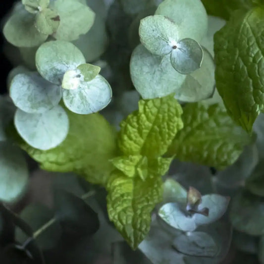 Eucalyptus & Mint - by SteinKunstWerk | Duftkerze im Glas aus nachhaltiger Herstellung