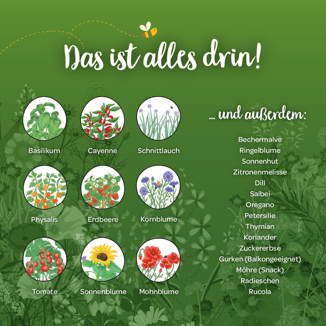 Inhalt des Saatgut-Adventskalenders Winterlandschaft mit verschiedenen Saatgutsorten