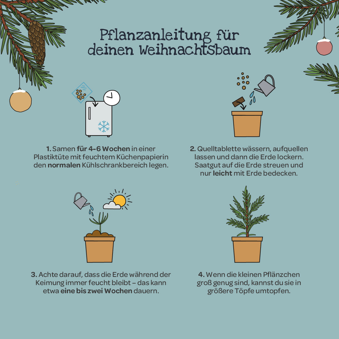 Pflanzanleitung für das Weihnachtsbaum 2033 Anzuchtset im Becher