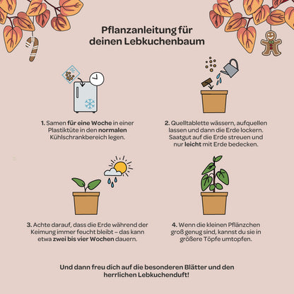 Lebkuchenbaum im Becher – Weihnachts-Anzuchtset
