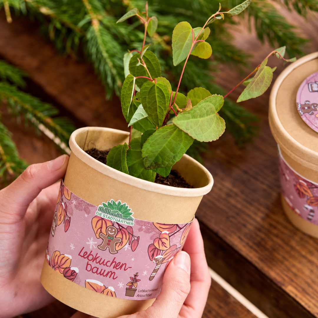 Lebkuchenbaum im Becher – Weihnachts-Anzuchtset