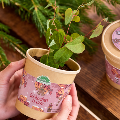 Lebkuchenbaum im Becher – Weihnachts-Anzuchtset