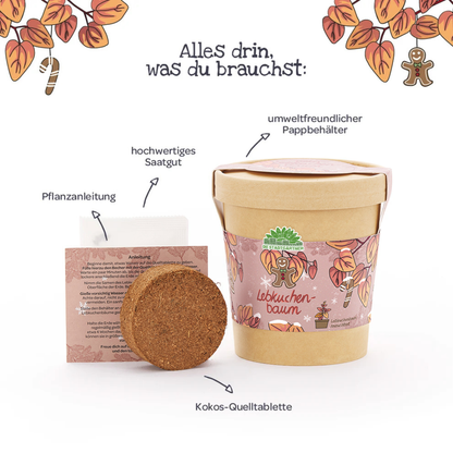 Lebkuchenbaum im Becher – Weihnachts-Anzuchtset