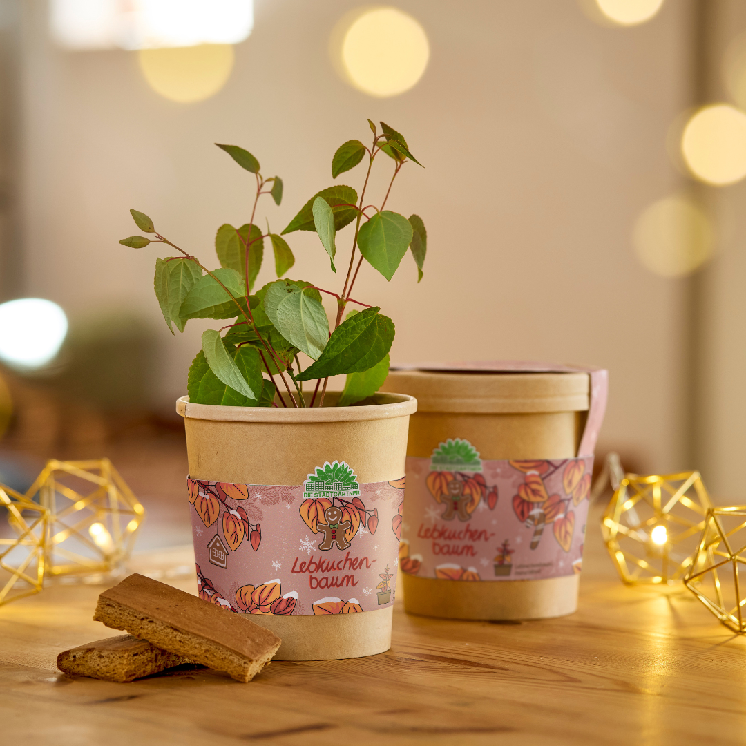 Lebkuchenbaum im Becher – Weihnachts-Anzuchtset