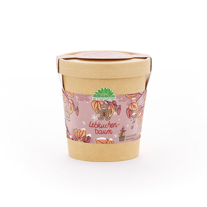 Lebkuchenbaum im Becher – Weihnachts-Anzuchtset