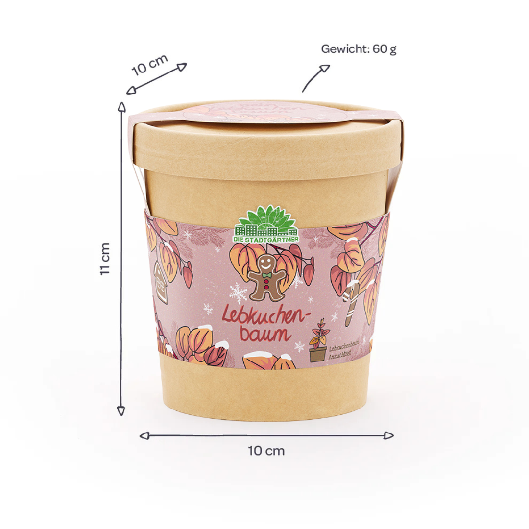 Lebkuchenbaum im Becher – Weihnachts-Anzuchtset
