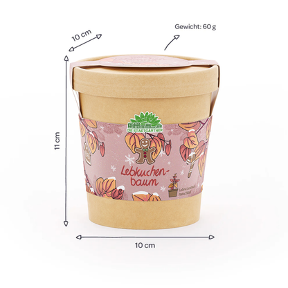 Lebkuchenbaum im Becher – Weihnachts-Anzuchtset