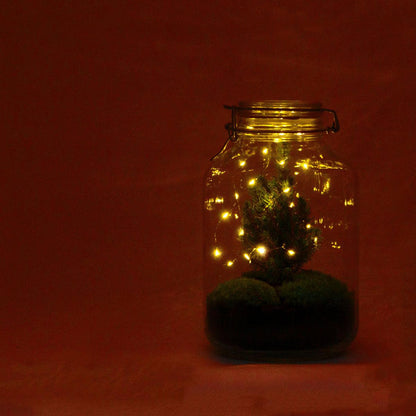 Weihnachtliches Terrarium Christmas im Glas als dekoratives Pflanzengeschenk