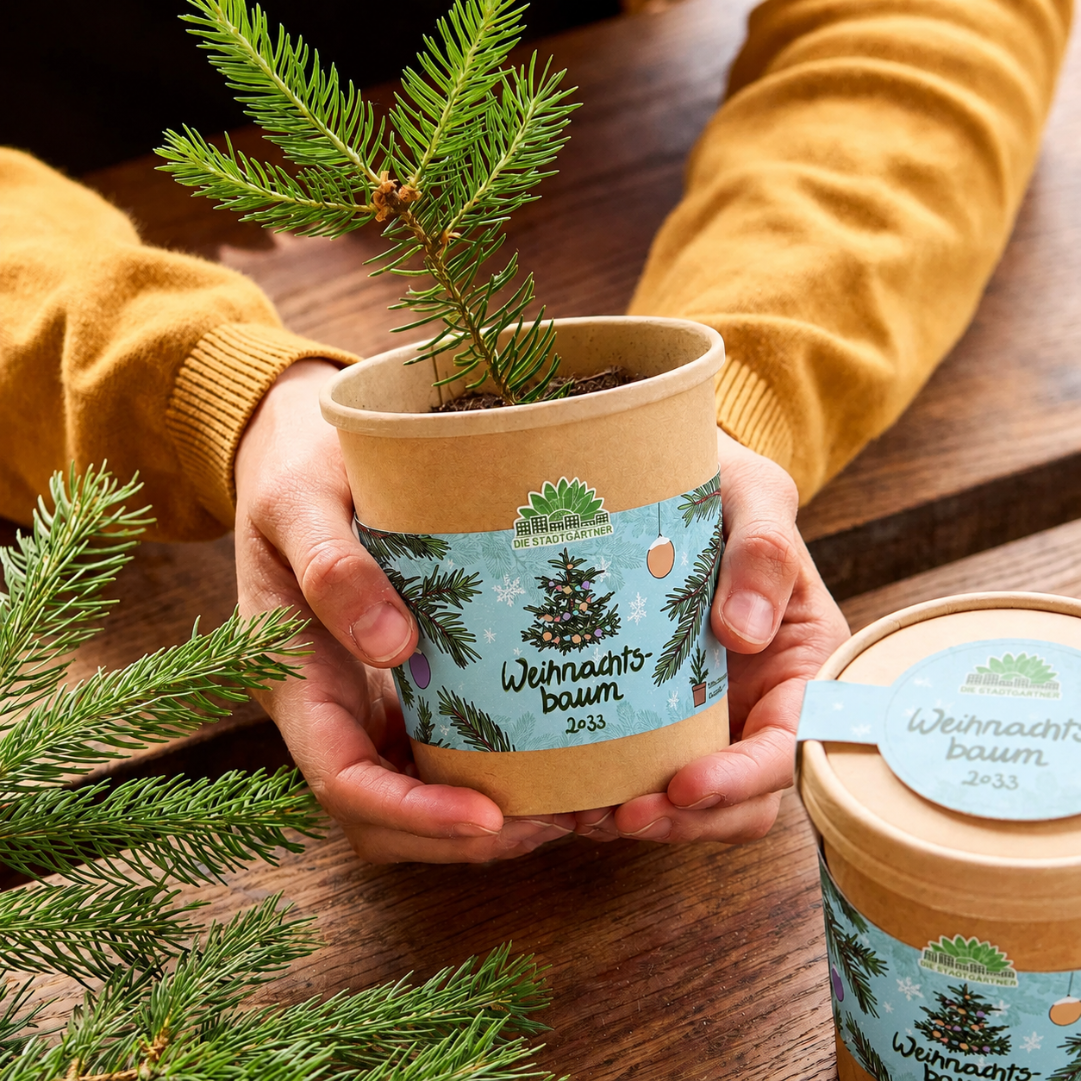 Anzuchtbecher Weihnachtsbaum 2033 mit Fichtensaatgut als Weihnachtsgeschenk