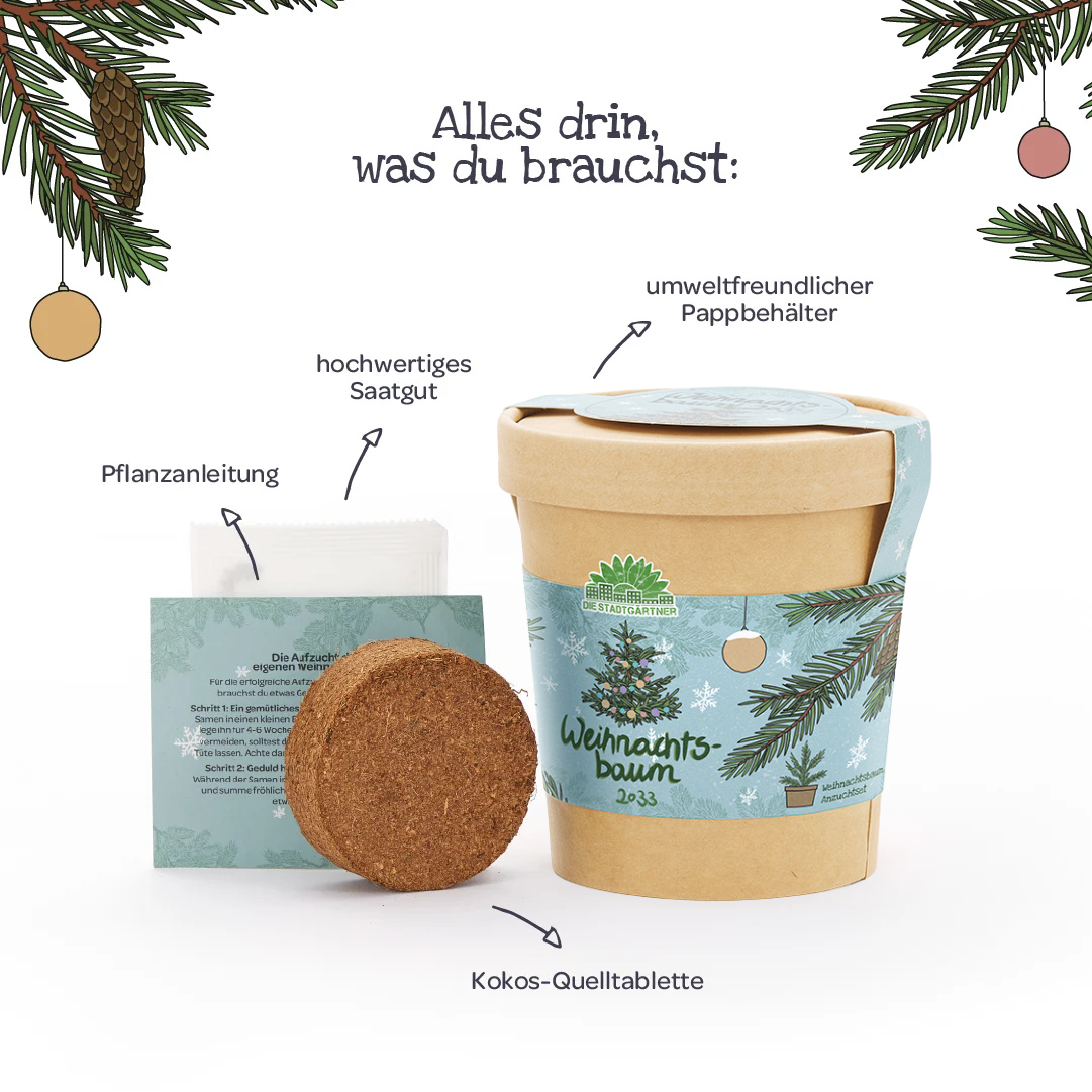 Weihnachtsbaum 2033 im Becher als Geschenkidee zum Selberziehen